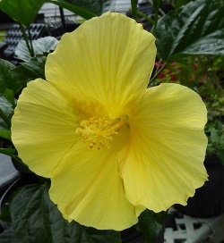 Fort Myers Yellow Tropical Hibiscus, Hibiscus rosa-sinensis 'Fort Myers Yellow'